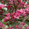 Pommier D'ornement - Malus Liset -Naturelle Boutique Malus Liset 100153 1