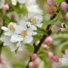 Pommier D'ornement - Malus Sugar Tyme -Naturelle Boutique Malus Sugar Tyme copyright 1007311 1