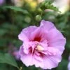 Hibiscus Syriacus Purple Pillar - Althéa -Naturelle Boutique Mauve en arbre Hibiscus syriacus Purple Pillar copyright 1002541 1