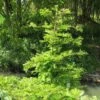Metasequoia Glyptostroboides Chubby 2 Metasequoia Glyptostroboides Chubby -Naturelle Boutique Metasequoia glyptostroboides Chubby 100737 1