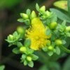 Millepertuis - Hypericum Kalmianum Cobalt-n-Gold -Naturelle Boutique Millepertuis Hypericum kalmianum Cobalt n Gold LD 1006682 1