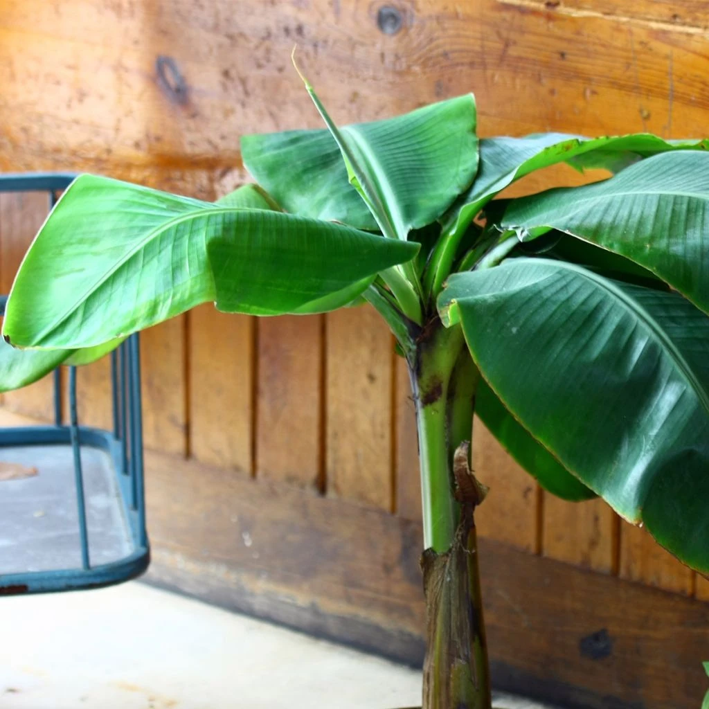 Musa Basjoo Tchetchenia - Bananier Du Japon 3 Musa Basjoo Tchetchenia - Bananier Du Japon