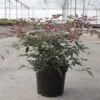 Nandina Domestica Flirt - Bambou Sacré Nain -Naturelle Boutique Nandina domestica FLIRT 87158 1