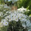 Olearia Scilloniensis -Naturelle Boutique Olearia scilloniensis 83396 1