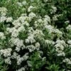 Olearia (x) Haastii - Aster En Arbre -Naturelle Boutique Olearia x haastii 100156 1