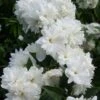 Seringat - Philadelphus Frosty Morn -Naturelle Boutique Philadelphus Frosty Morn 84189 1