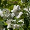 Seringat Des Jardins - Philadelphus Innocence 2 Seringat Des Jardins - Philadelphus Innocence -Naturelle Boutique Philadelphus Innocence 7975 1