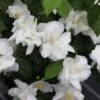 Seringat Blanc - Philadelphus Natchez 1 Seringat Blanc - Philadelphus Natchez -Naturelle Boutique Philadelphus Natchez 84193 1