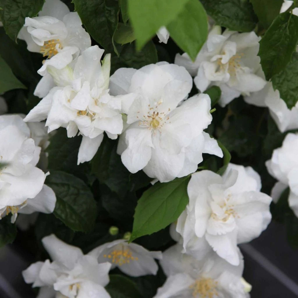 Seringat Blanc - Philadelphus Natchez 3 Seringat Blanc - Philadelphus Natchez