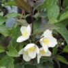 Seringat Des Jardins - Philadelphus Starbright -Naturelle Boutique Philadelphus Starbright 9714 1
