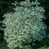 Seringat Des Jardins - Philadelphus Coronarius Variegatus -Naturelle Boutique Philadelphus coronarius Variegatus 781845 1