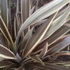 Phormium Alison Blackman - Lin De Nouvelle-Zélande -Naturelle Boutique Phormium Alison Blackman 83415 1