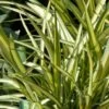 Phormium Cream Delight - Lin Des Montagnes. -Naturelle Boutique Phormium Cream Delight 83414 1