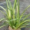 Phormium Golden Ray - Lin De Nouvelle-Zélande -Naturelle Boutique Phormium Golden Ray 83419 1