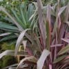 Phormium Pink Stripe - Lin De Nouvelle-Zélande -Naturelle Boutique Phormium Pink Stripe 83514 1