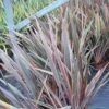 Phormium Rainbow Queen - Lin De Nouvelle-Zélande 2 Phormium Rainbow Queen - Lin De Nouvelle-Zélande -Naturelle Boutique Phormium Rainbow Queen 82779 1
