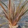 Phormium Sundowner - Lin De Nouvelle-Zélande -Naturelle Boutique Phormium Sundowner 83515 1