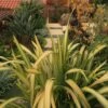 Phormium Tenax Yellow Wave - Lin De Nouvelle-Zélande 1 Phormium Tenax Yellow Wave - Lin De Nouvelle-Zélande -Naturelle Boutique Phormium Yellow Wave 83433 1