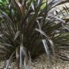Phormium Cookianum Black Adder - Lin Des Montagnes. 2 Phormium Cookianum Black Adder - Lin Des Montagnes. -Naturelle Boutique Phormium cookianum Black adder 83417 1