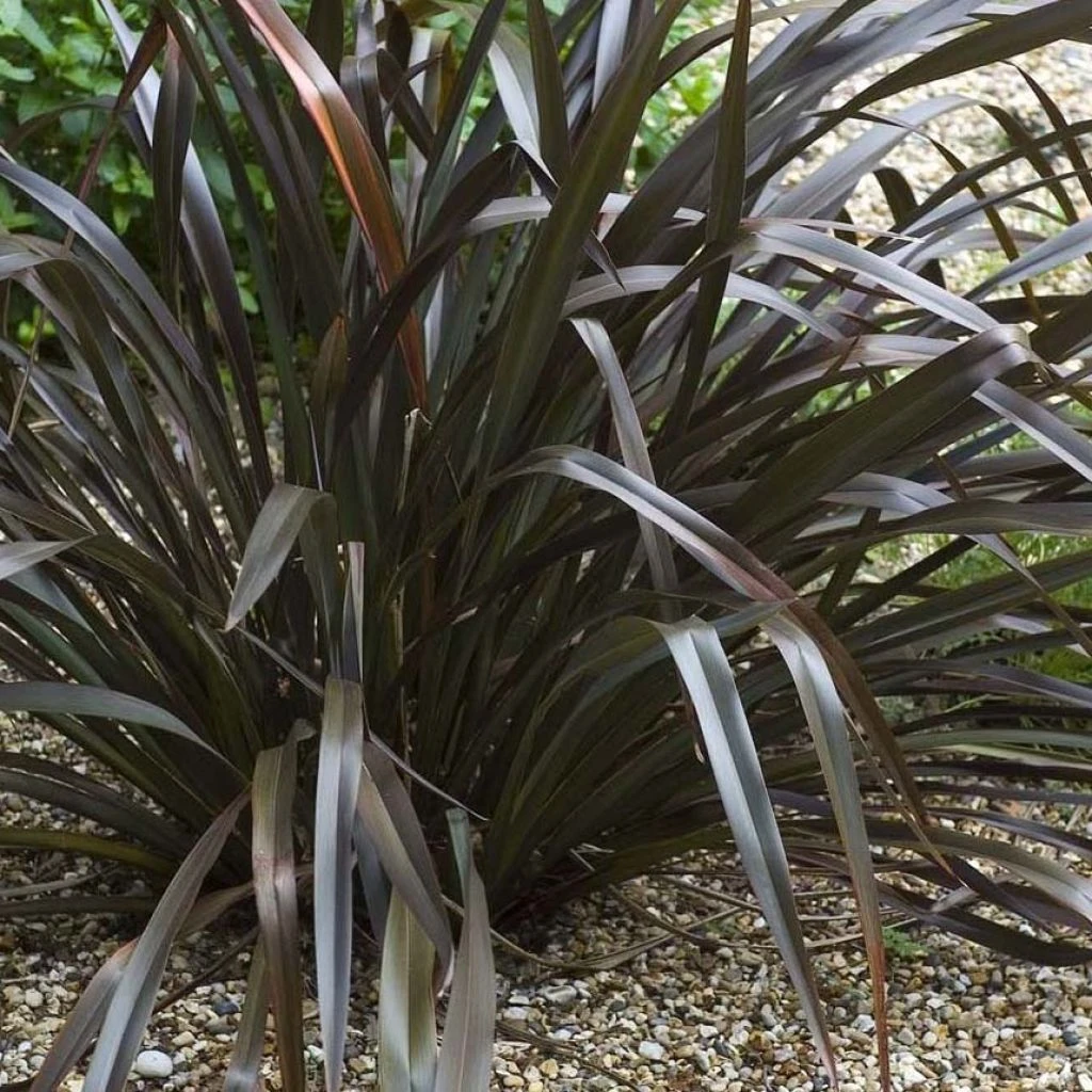 Phormium Cookianum Black Adder - Lin Des Montagnes. 3 Phormium Cookianum Black Adder - Lin Des Montagnes.