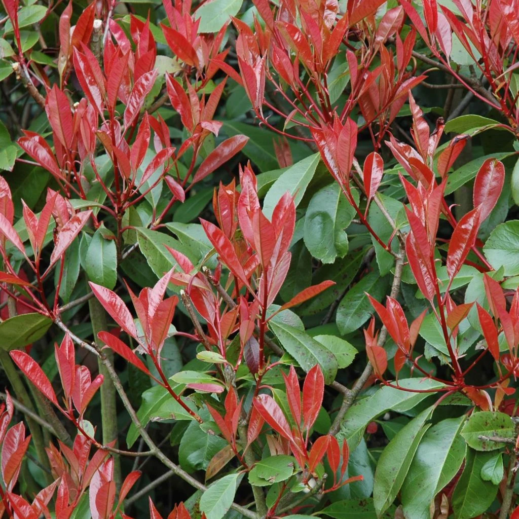 Photinia Little Red Robin 3 Photinia Little Red Robin