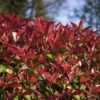 Photinia Fraseri Devil's Dream 2 Photinia Fraseri Devil's Dream -Naturelle Boutique Photinia fraseri Devil s Dream IF 17927 1