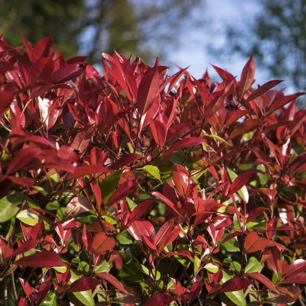 Photinia Fraseri Devil's Dream 3 Photinia Fraseri Devil's Dream