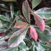 Photinia Fraseri Pink Marble 1 Photinia Fraseri Pink Marble -Naturelle Boutique Photinia fraseri Pink Marble 7589 1