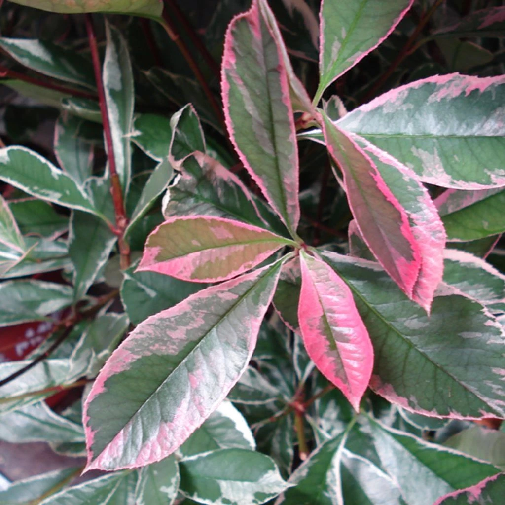 Photinia Fraseri Pink Marble 3 Photinia Fraseri Pink Marble