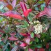Photinia Fraseri Baton Rouge -Naturelle Boutique Photinia x fraseri Baton Rouge copyright 1007582 1