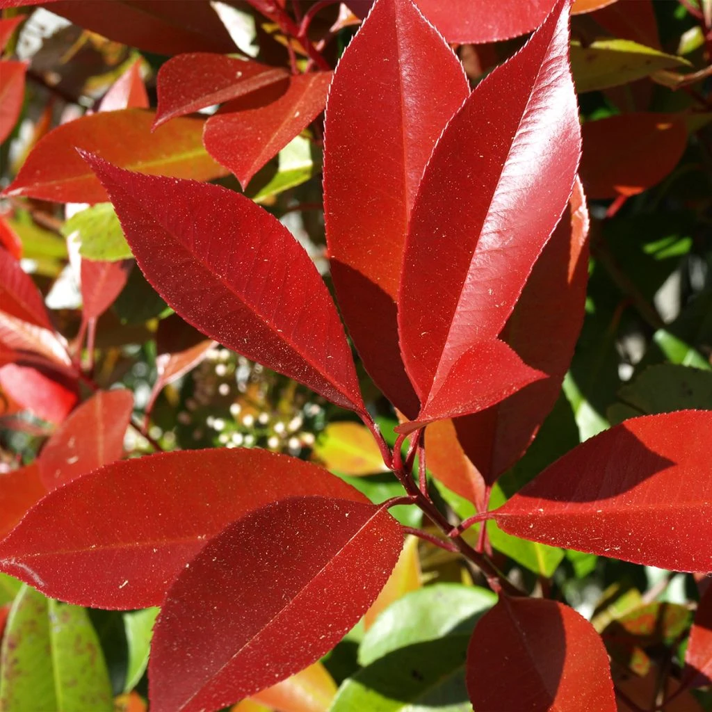 Photinia Fraseri Dynamo Red 3 Photinia Fraseri Dynamo Red