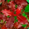 Photinia X Fraseri Magical Volcano -Naturelle Boutique Photinia x fraseri Magical Volcano 100158 1