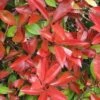 Photinia Fraseri Dicker Toni -Naturelle Boutique Photinia fraseri Dicker Toni 84197 1