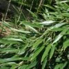 Phyllostachys Aureosulcata - Bambou Moyen -Naturelle Boutique Phyllostachys aureosulcata Bambou moyen 84907 1