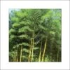 Phyllostachys Bambusoides Castillonis - Bambou Géant 1 Phyllostachys Bambusoides Castillonis - Bambou Géant -Naturelle Boutique Phyllostachys bambusoides Castilloni 84908 1