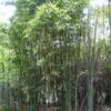 Phyllostachys Iridescens - Bambou Géant -Naturelle Boutique Phyllostachys iridescens 84911 1