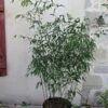 Phyllostachys Rubromarginata - Bambou Moyen 2 Phyllostachys Rubromarginata - Bambou Moyen -Naturelle Boutique Phyllostachys rubromarginata 84914 1