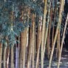 Phyllostachys Viridis Sulphurea - Bambou -Naturelle Boutique Phyllostachys viridis Sulphurea 84916 1