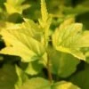 Physocarpus Opulifolius Angel Gold - Physocarpe -Naturelle Boutique Physocarpus opulifolius Angel Gold 84201 5