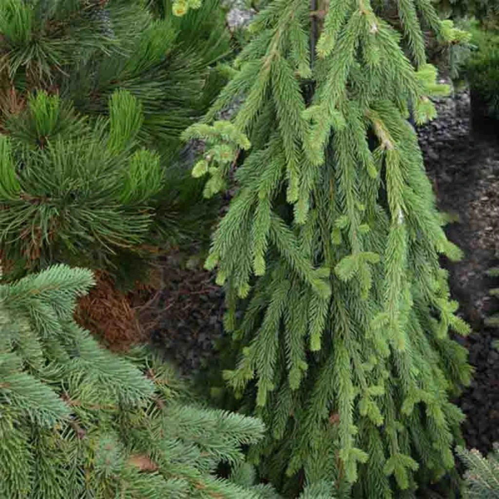 Picea Abies Frohburg - Epicea Pleureur 3 Picea Abies Frohburg - Epicea Pleureur