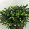 Epicea Commun - Picea Abies Hana Subutus 2 Epicea Commun - Picea Abies Hana Subutus -Naturelle Boutique Picea abies Hana Subutus 676002 1