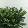 Epicea Commun - Picea Abies Maxwellii -Naturelle Boutique Picea abies Maxwellii 679002 1