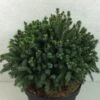 Picea Glauca Echiniformis Echt - Epinette Blanche -Naturelle Boutique Picea glauca Echiniformis Echt 689002 1