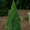 Picea Glauca Laurin - Epinette Blanche -Naturelle Boutique Picea glauca Laurin 0690002 1