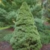 Epinette Blanche - Picea Glauca Rainbow's End -Naturelle Boutique Picea glauca Rainbow s End 0691002 1