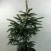 Epinette Noire - Picea Mariana Aurea -Naturelle Boutique Picea mariana Aurea 695002 1
