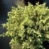Picea Mariana Nana - Epinette Noire -Naturelle Boutique Picea mariana Nana 0696002 1