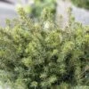 Epicea De Serbie - Picea Omorika Karel -Naturelle Boutique Picea omorika Karel 0699002 1