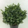 Epicea De Serbie - Picea Omorika Morava -Naturelle Boutique Picea omorika Morava 701002 1