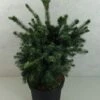 Epicea De Serbie - Picea Omorika Wodan -Naturelle Boutique Picea omorika Wodan 703002 1